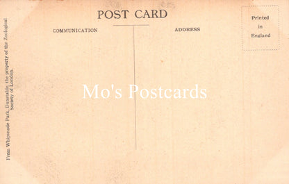 Animals Postcard - Tigress and Cubs, Whipsnade Park  SW18924