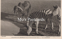 Load image into Gallery viewer, Animals Postcard - Chapman&#39;s Zebras, Whipsnade Park  SW18925
