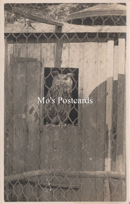 Animals Postcard - Birds, Great Dunmow Owl  SW18927