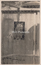 Load image into Gallery viewer, Animals Postcard - Birds, Great Dunmow Owl  SW18927

