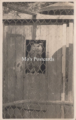 Animals Postcard - Birds, Great Dunmow Owl  SW18927