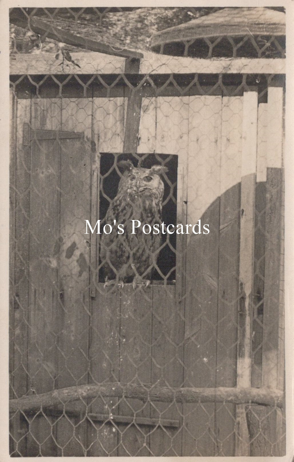 Animals Postcard - Birds, Great Dunmow Owl  SW18927