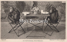 Load image into Gallery viewer, Animals Postcard - Chimpanzees, Whipsnade Zoological Park  SW18937
