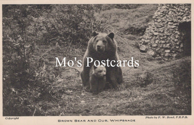 Animals Postcard - Brown Bear and Cub, Whipsnade Zoological Park  SW18938