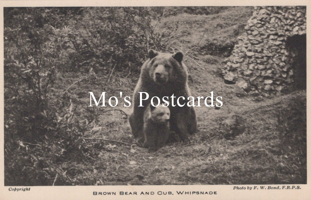 Animals Postcard - Brown Bear and Cub, Whipsnade Zoological Park  SW18938