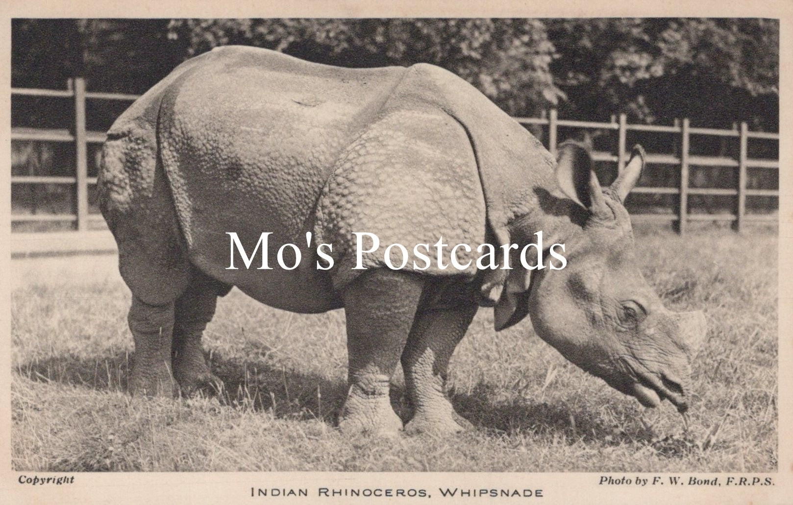Animals Postcard - Indian Rhinoceros, Whipsnade Zoological Park  SW18940
