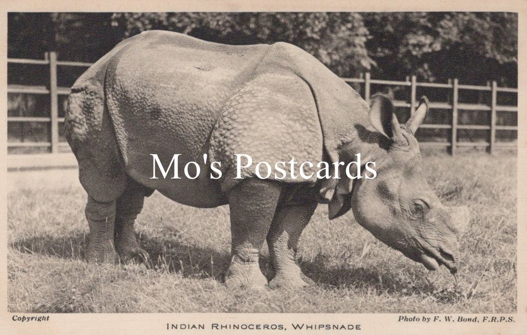 Animals Postcard - Indian Rhinoceros, Whipsnade Zoological Park  SW18940