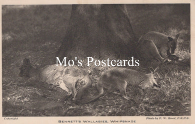 Animals Postcard - Bennett's Wallabies, Whipsnade Zoological Park   SW18941