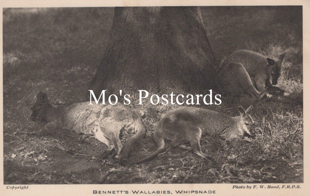 Animals Postcard - Bennett's Wallabies, Whipsnade Zoological Park   SW18941