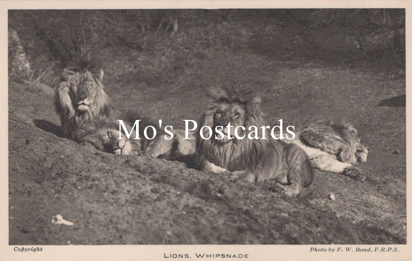 Animals Postcard - Lions, Whipsnade Zoological Park  SW18942
