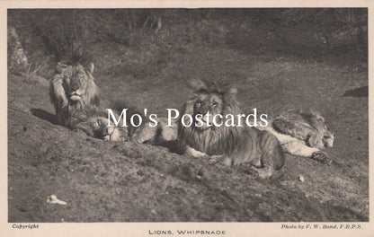 Animals Postcard - Lions, Whipsnade Zoological Park  SW18942