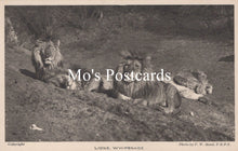 Load image into Gallery viewer, Animals Postcard - Lions, Whipsnade Zoological Park  SW18942
