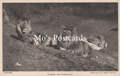 Animals Postcard - Lions, Whipsnade Zoological Park  SW18942