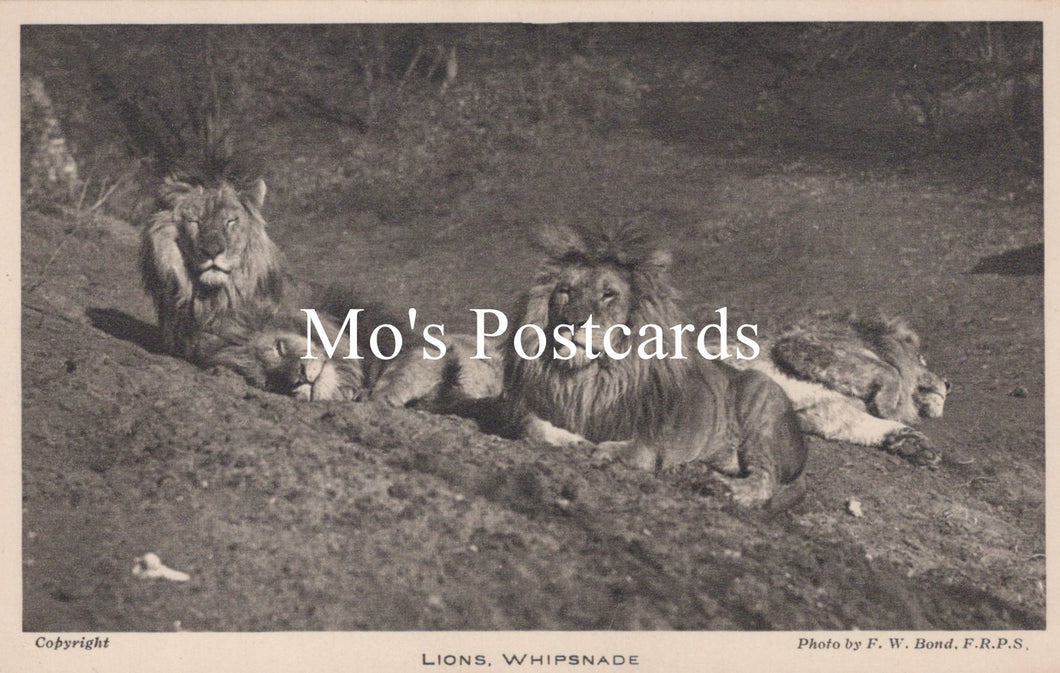Animals Postcard - Lions, Whipsnade Zoological Park  SW18942