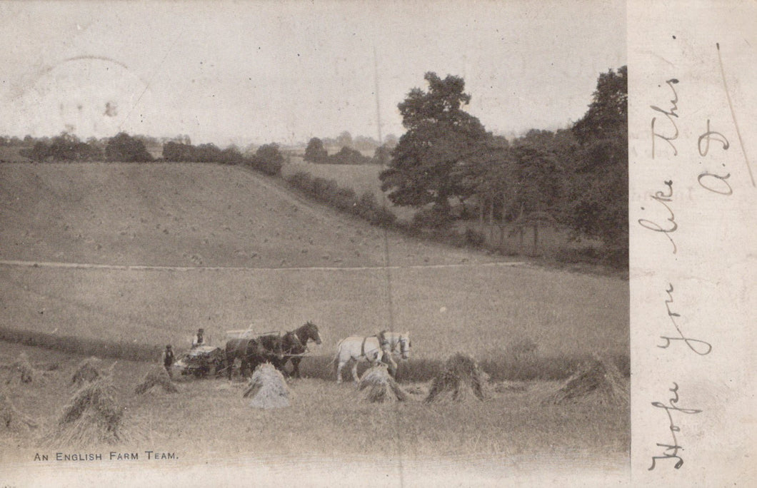 Vintage photograph of an English farm team with horses plowing a field.