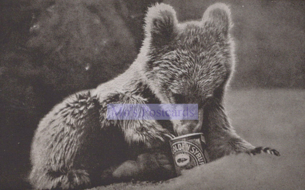 Advertising Postcard - Bear Cub Eating Golden Syrup SW20196