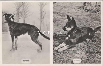 Animal Welfare Postcard - Dog Rescue, RSPCA Work  SW18350