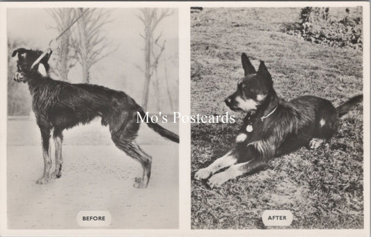 Animal Welfare Postcard - Dog Rescue, RSPCA Work  SW18350