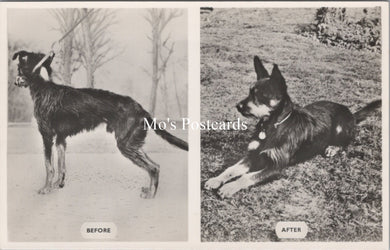 Animal Welfare Postcard - Dog Rescue, RSPCA Work  SW18350