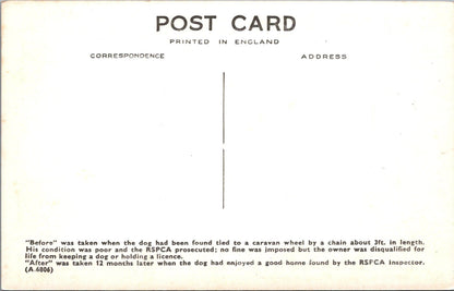 Animal Welfare Postcard - Dog Rescue, RSPCA Work  SW18350