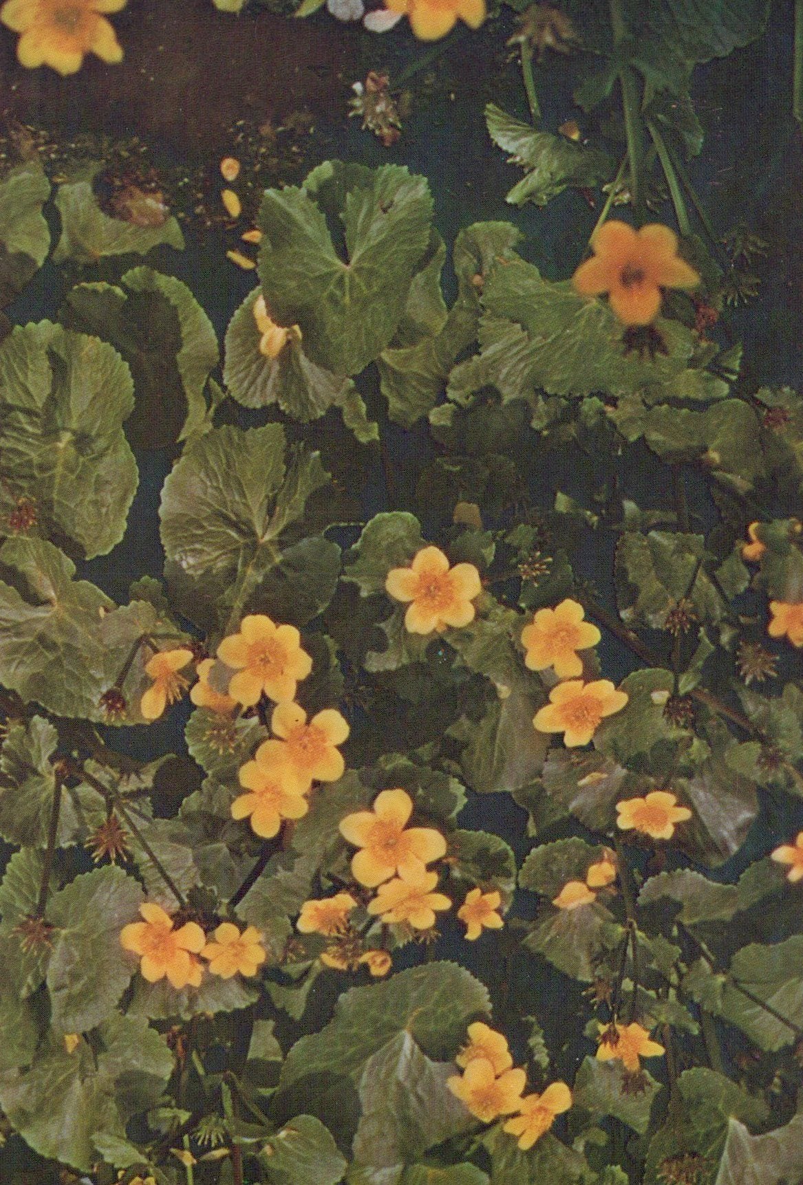 Close-up of yellow flowers and green leaves