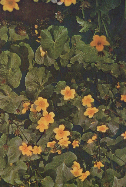 Close-up of yellow flowers and green leaves