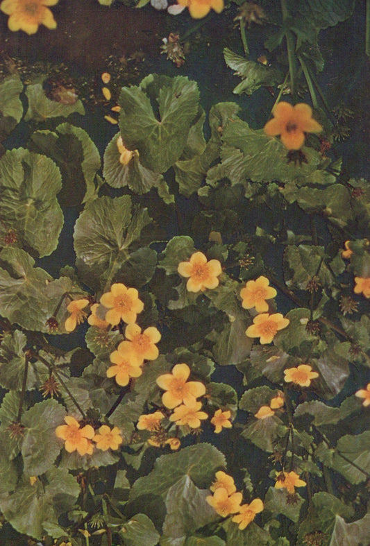 Close-up of yellow flowers and green leaves
