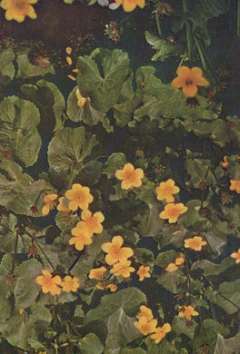 Close-up of yellow flowers and green leaves