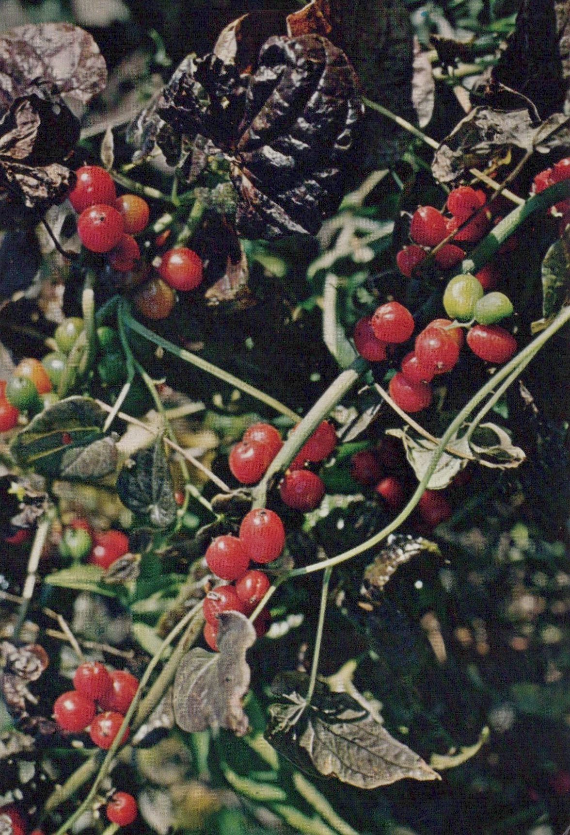 Nature Postcard - Black Bryony, Tamus Communis  SW20300