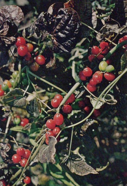 Nature Postcard - Black Bryony, Tamus Communis  SW20300