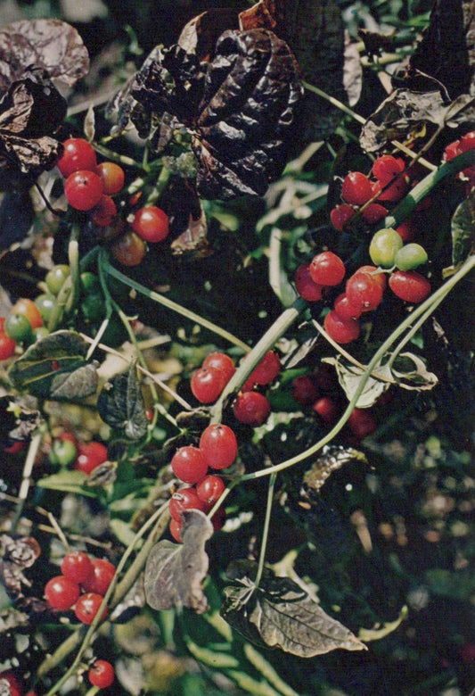 Nature Postcard - Black Bryony, Tamus Communis  SW20300