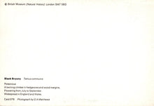 Load image into Gallery viewer, Nature Postcard - Black Bryony, Tamus Communis  SW20300
