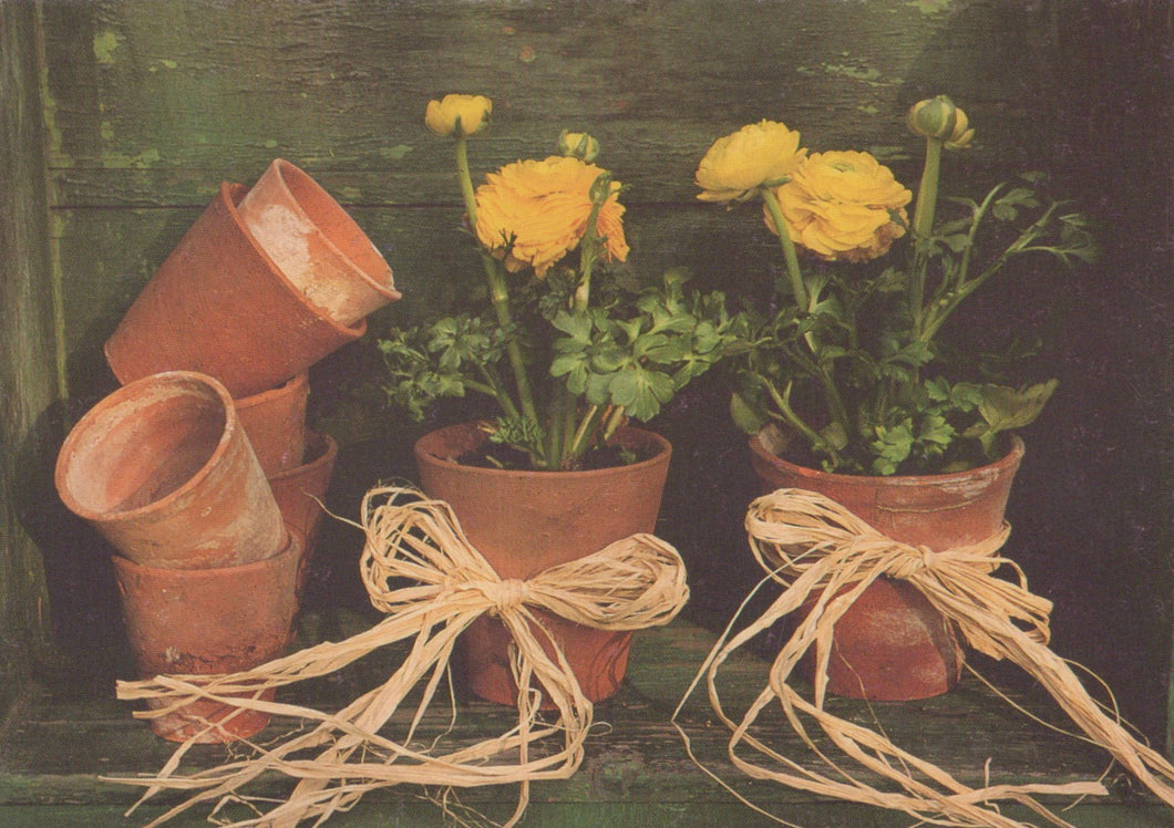 Terracotta pots with yellow flowers and twine bows on a dark background