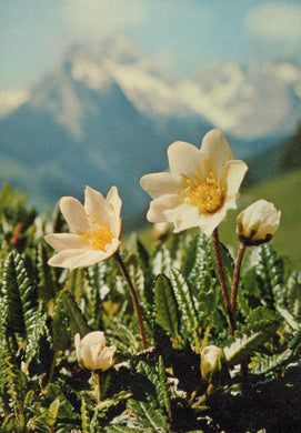 White flowers with yellow centers on a mountain background