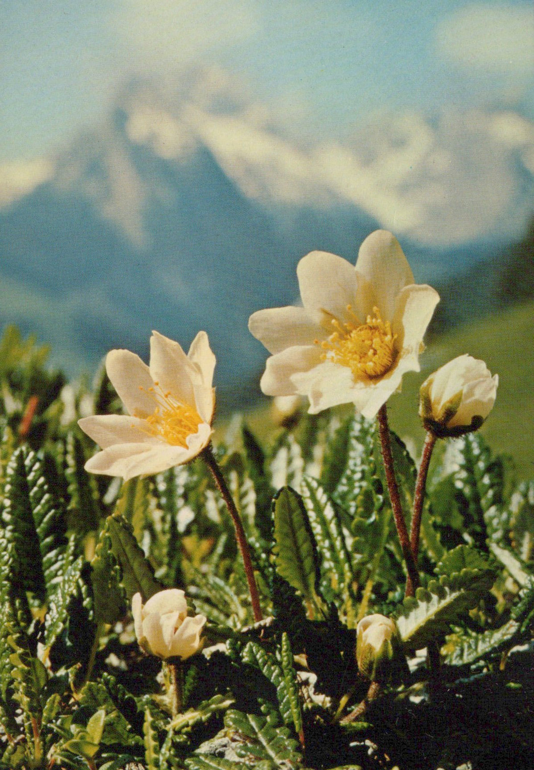 White flowers with yellow centers on a mountain background