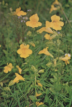 Load image into Gallery viewer, Yellow flowers in a natural setting with green foliage
