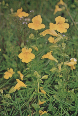 Yellow flowers in a natural setting with green foliage