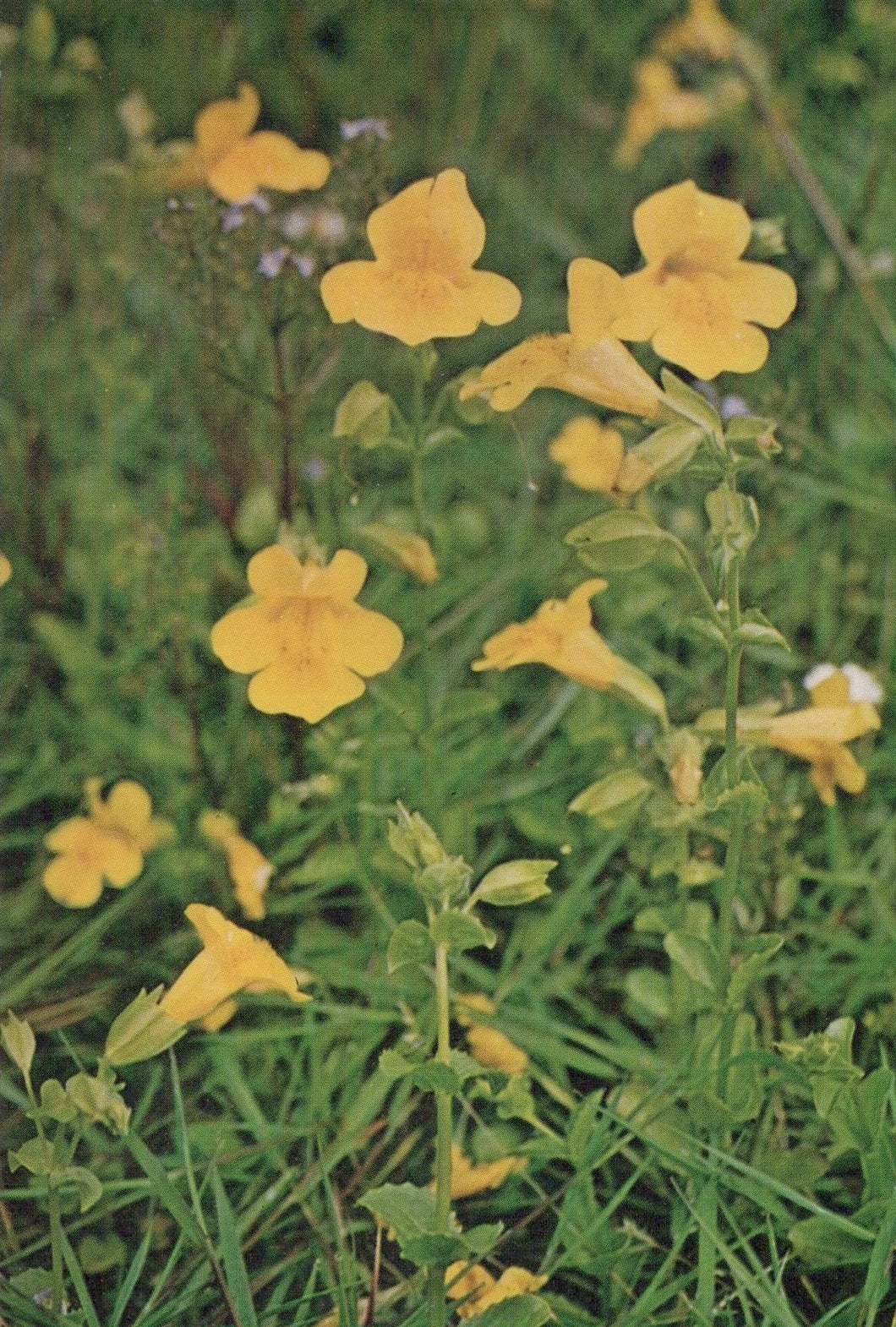 Yellow flowers in a natural setting with green foliage