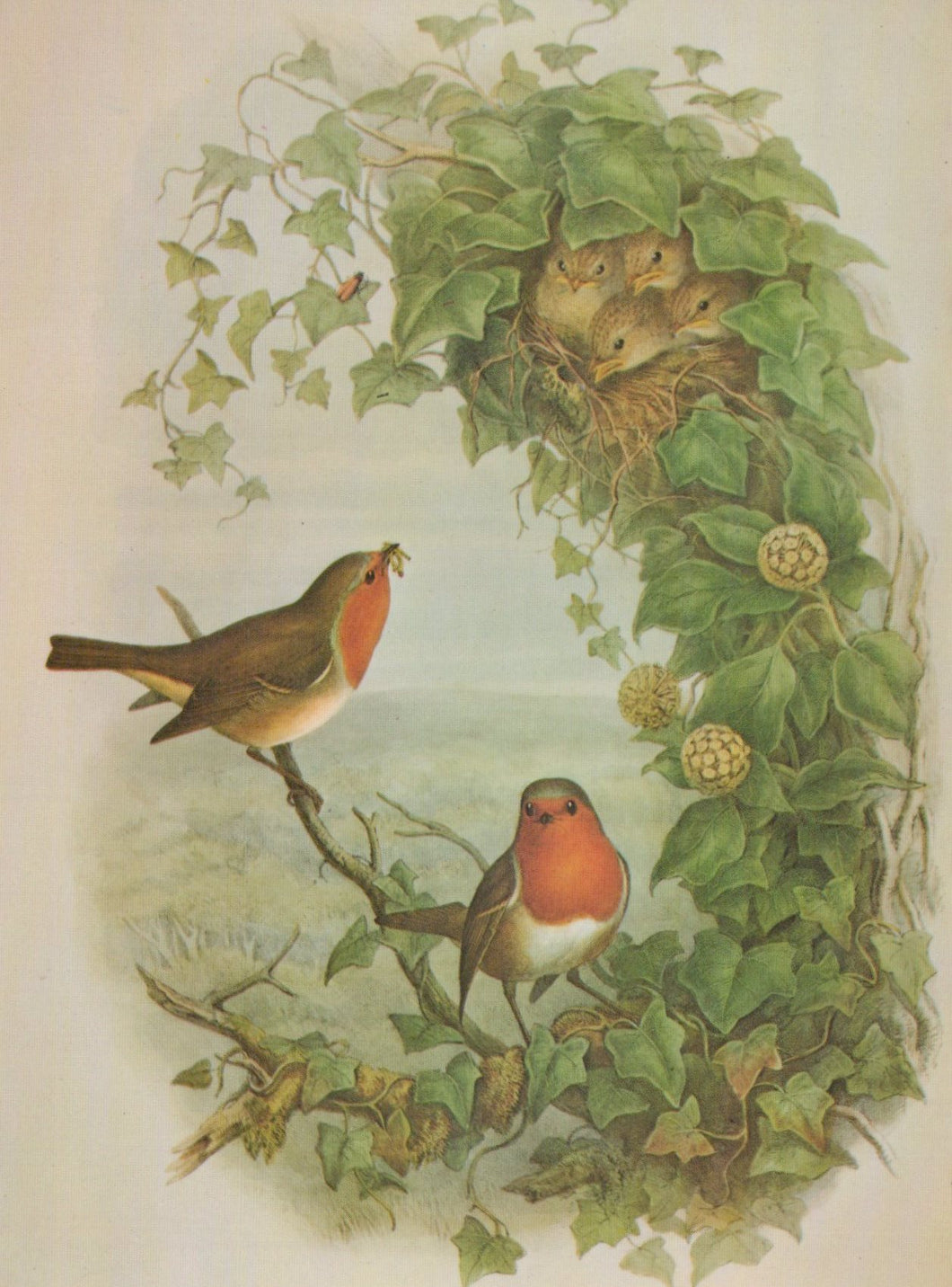 Illustration of two robins and a nest with chicks surrounded by green leaves and flowers.