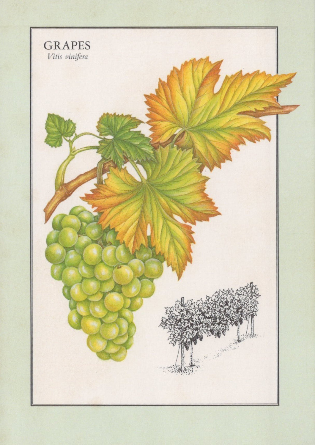 Illustration of green grapes and leaves on a light green background