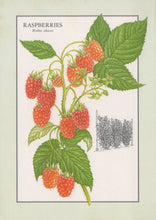 Load image into Gallery viewer, Illustration of raspberries with leaves on a light green background

