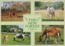 Load image into Gallery viewer, Collage of horses in a New Forest setting with text overlay.

