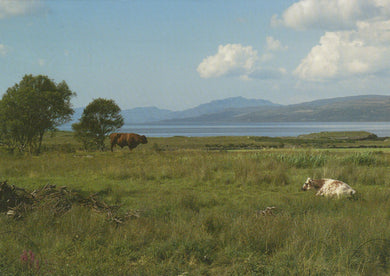 Two cows in a grassy field with a lake and mountains in the background