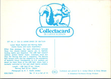 Load image into Gallery viewer, Animals Postcard - Birds, Lesser Black Backed and Herring Gulls SW17226
