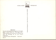 Load image into Gallery viewer, Gibraltar Postcard - Tourists Photographing The Apes  SW17402
