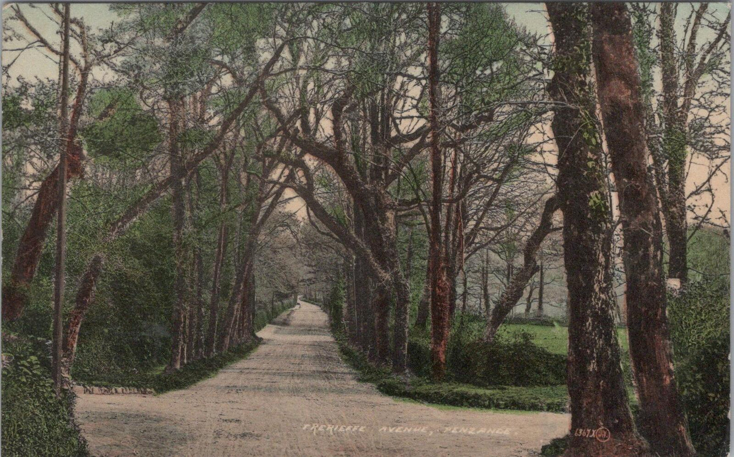 Cornwall Postcard: Penzance Trereife Avenue Trees, 1912, XT2577
