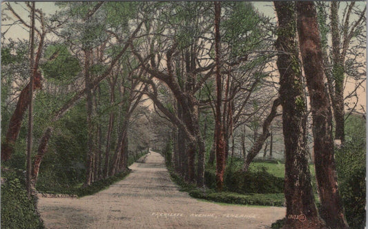 Cornwall Postcard: Penzance Trereife Avenue Trees, 1912, XT2577