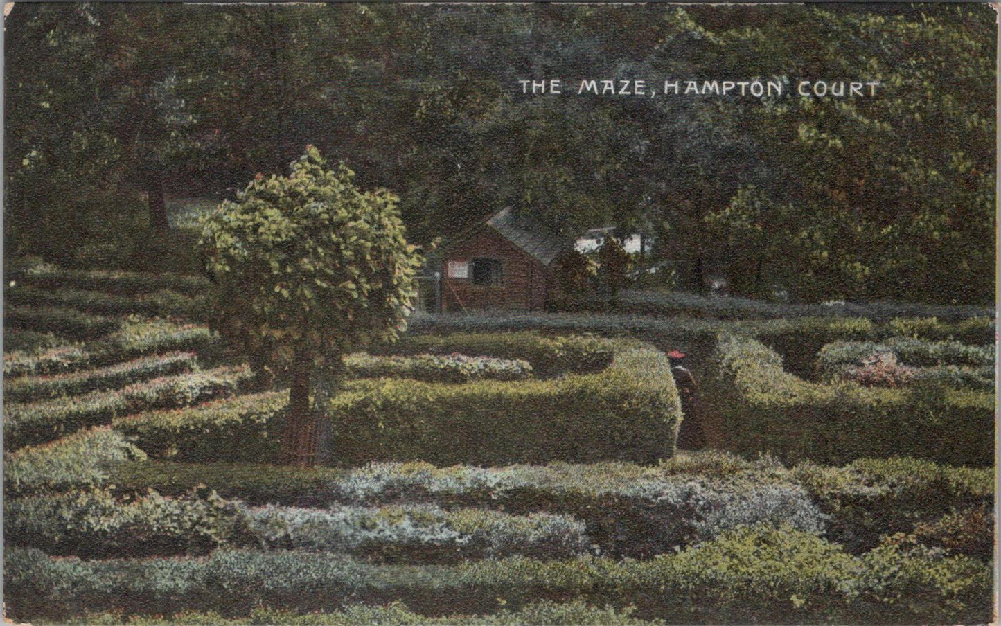 Middlesex Postcard: Hampton Court Palace, The Hedge Maze  XT2579