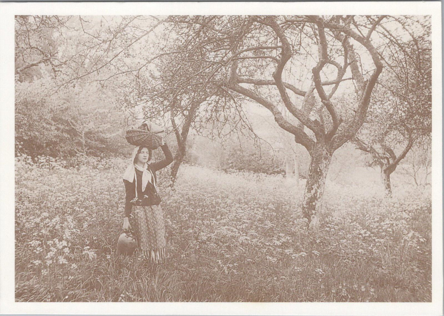 Nature Postcard - In The Old Orchard    RR23593
