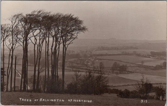 Sussex Postcard: Trees at Salvington Findon Valley Worthing Downs 1915 - XT3031